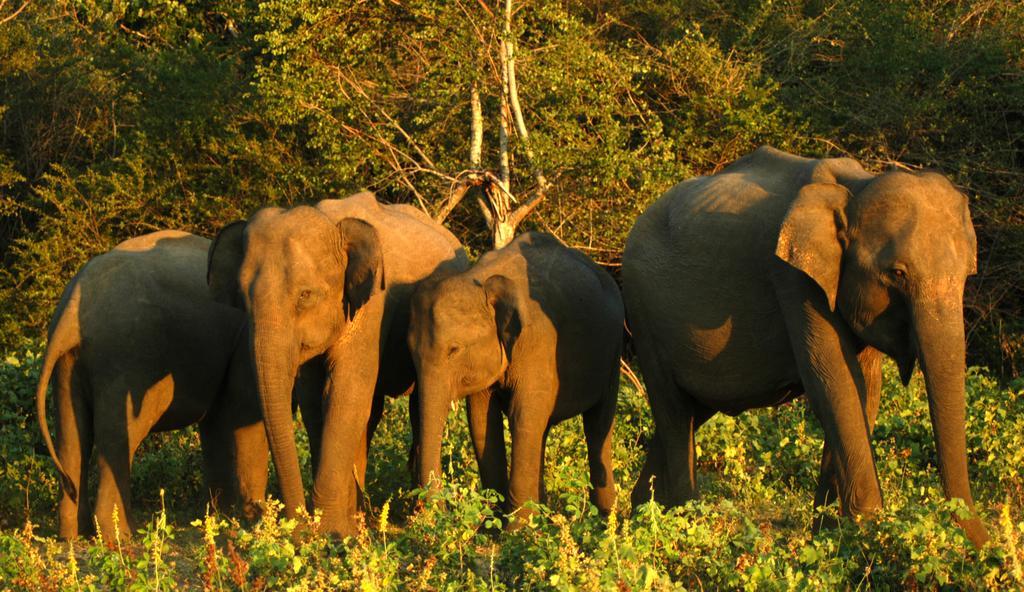 Elephant Trail Hotel Udawalawe Værelse billede